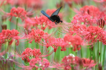 満開の曼殊沙華
