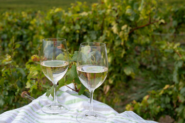 Tasting of grand cru sparkling brut white wine champagne on sunny vineyards of Cote des Blancs near village Cramant and Avize, Champagne, France