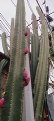 cactus cereusexagonal