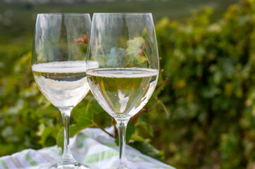 Tasting of grand cru sparkling brut white wine champagne on sunny vineyards of Cote des Blancs near village Cramant and Avize, Champagne, France