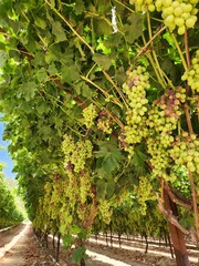 Ripe grapes on the vineyards. Ripe grapes in the vineyard