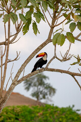 Toucan tropical bird sitting on a tree branch 