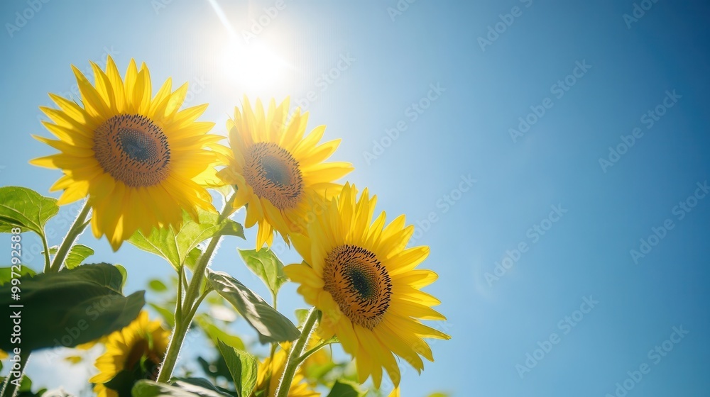 Poster bright sunflowers flourish in the warm sunlight, creating a cheerful display under a clear blue sky,