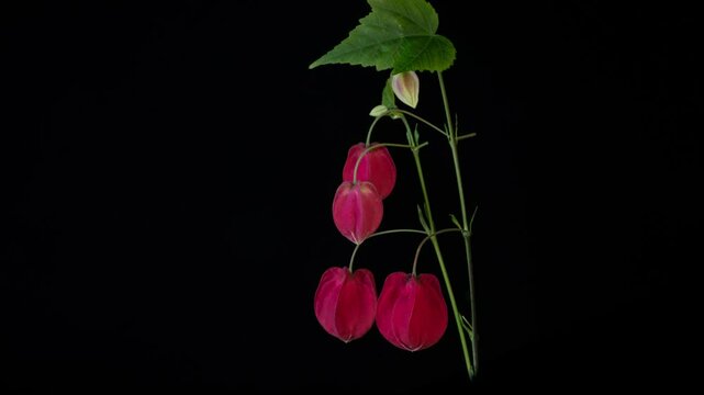 Red calyx Abutilon flowering time-lapse photography