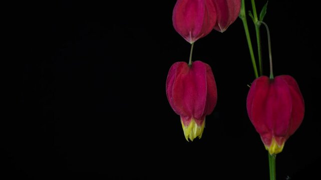 Red calyx Abutilon flowering time-lapse photography