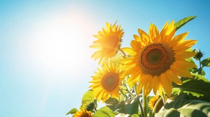 Obraz premium Sunflowers stand tall and cheerful, soaking up the sunshine under a clear blue sky, embodying the beauty of a sunny day. Generative AI