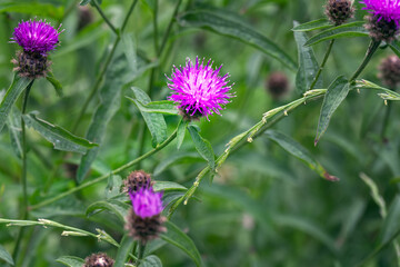 Purple flower of Centaurea nigra or black knapweed in summer, close up