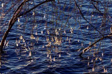 Icicles in form of light bulbs have frozen onto ends of thin willow branches growing on shore of lake. Sunset, water in lake will soon freeze. Branches of tree are freezing in winter lake