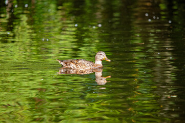 Stockente im grünen Wasser