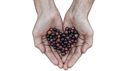 Holding Huckleberries In A Heart Shape On Transparent Background, Dark Red Berries On Hands PNG