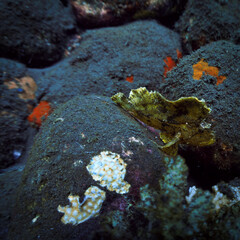 Muck Diving - Underwater photo of a Angler fish. From a scuba dive in Bali. Indonesia.