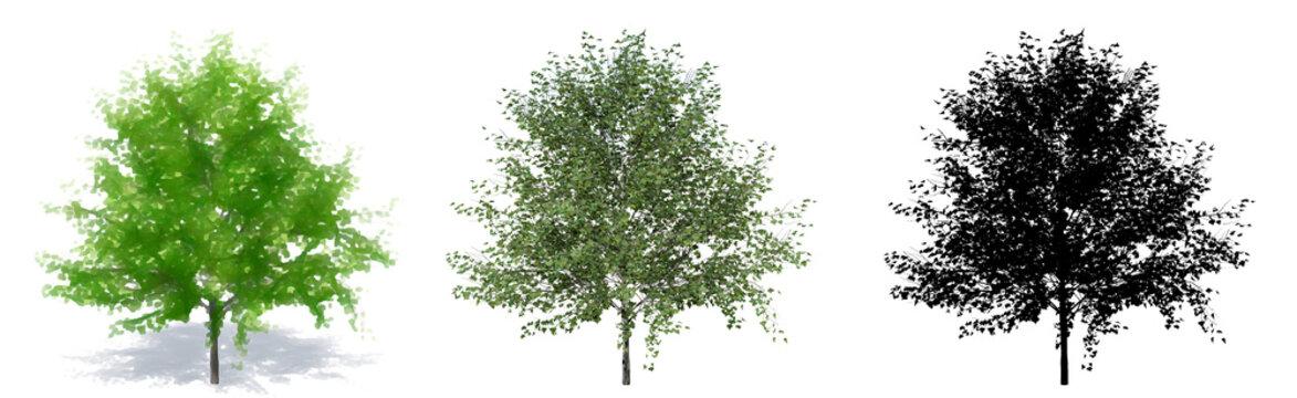 Set or collection of European White Beech trees, painted, natural and as a black silhouette on white background. Concept or conceptual 3d illustration for nature, ecology and conservation or strength