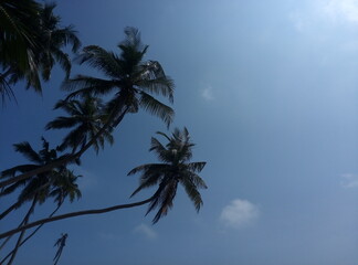 Obraz premium Sea, ocean, beach, wildlife, wild beach, palm trees on the coast, exotic, deserted beach