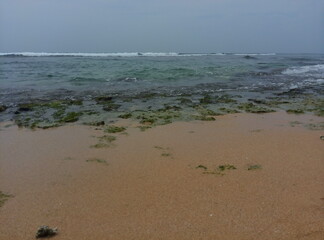 Sea, ocean, beach, wildlife, wild beach, palm trees on the coast, exotic, deserted beach