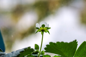 Delicate Strawberry Blossom in Early Spring Light