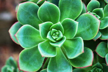 Close-Up of Vibrant Green Succulent with Red Edges