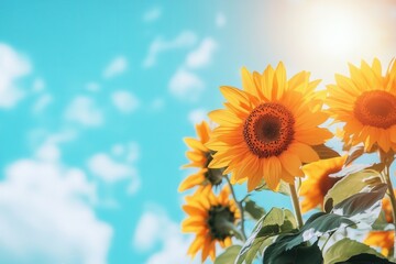 Obraz premium Bright sunflowers stand tall, enjoying the warm sunlight against a backdrop of a clear blue sky and gentle clouds. Generative AI