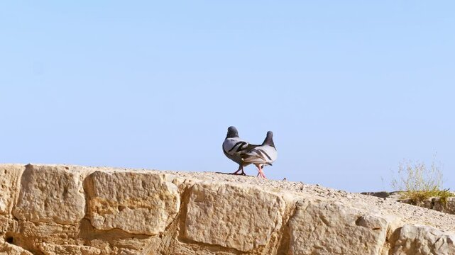 Handheld footage of two pigeons kissing on top of a medieval wall during beautiful summer day with clear blue skies