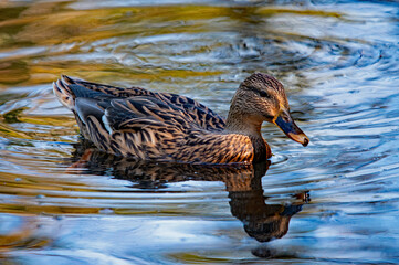 Eine weibliche Stockente schwimmt in einem ruhigem Teich
