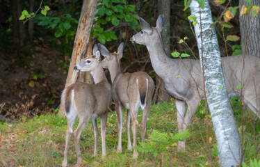 White Tailed Deer doe and fawns look around cautiously while foraging for food in the wilderness forest of Minnesota.