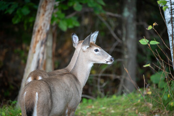 Two White Tailed Deer fawns with ears up, look cautiously to the right, in the wilderness forest of Minnesota.