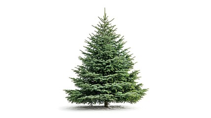 Fototapeta premium One Christmas tree isolated on white background. 