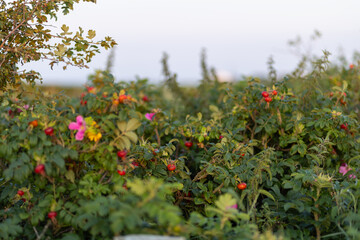 Vibrant red rose hips growing amidst lush green foliage on a sunny day in early autumn