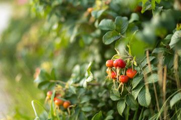 Ripening rose hips on a green bush photographed in a sunny garden during late summer