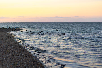 A tranquil evening at the shoreline with ducks swimming peacefully under a colorful sunset