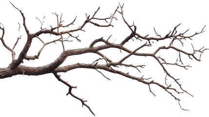 Obraz premium dry tree branches isolated white background 