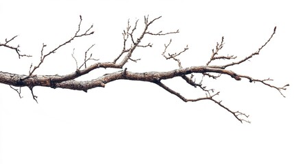 Fototapeta premium dry tree branches isolated white background 