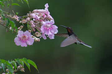 Beija-flor-preto, Florisuga fusca, Trochilidae, Troquilídeo, Birdwatching, Pássaros, Pássaros, flower, flor, bird, flying, wildlife, nature, flowers, blossom