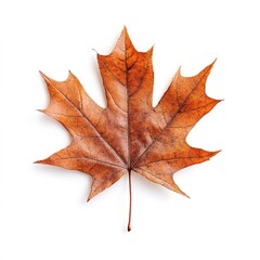 American maple leaf isolated on white background Low Angle 