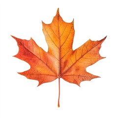 Fototapeta premium American maple leaf isolated on white background Low Angle 