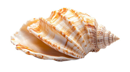 Beautiful seashell with intricate patterns on a white isolated background. transparent background.