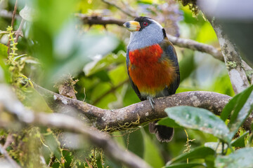Semnornis ramphastinus, Semnornithidae, Capitão-tucano, Tucano, Toucan barbet, floresta, bird, animal, nature, green, wildlife, tropical, beautiful
