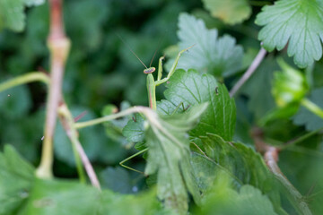 Mantis on green leaves