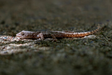 Mediterranean house gecko resting near the sunlights. Very small lizard also called and moon lizard.