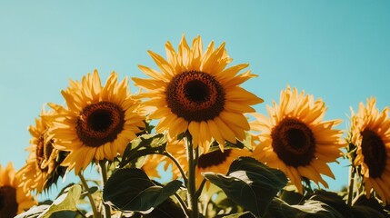 Obraz premium Bright sunflowers stand joyfully in the sunlight, creating a cheerful display against the backdrop of a clear blue sky. Generative AI