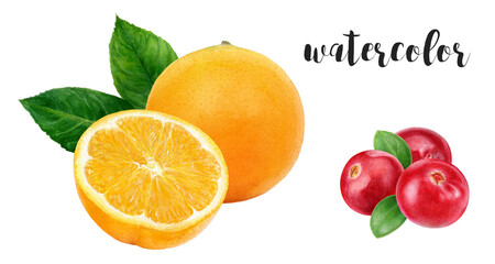 Hand-Painted Watercolor Orange and Cranberries Botanical Illustration