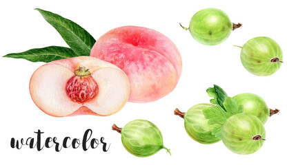 Hand-Painted Watercolor Flat Peach and Gooseberries Botanical Illustration