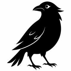 crow on white