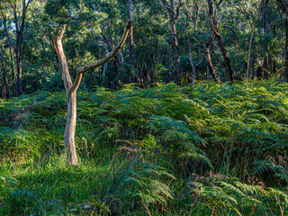 Dead Tree Fork Amidst Ferns