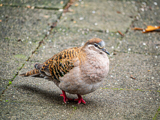 Fat Bronzewing Pigeon Stands On Path