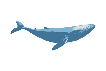 Fototapeta premium Vector clipart of a gracefully swimming whale