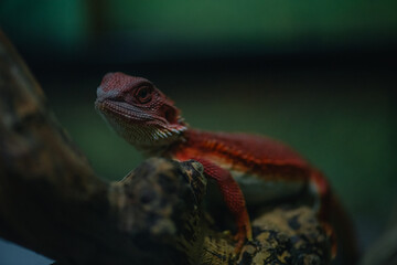 Central bearded dragon poona vitticeps in captivity, alice springs, northern territory, australia