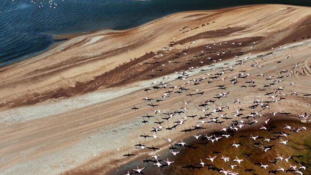 Aerial view of a huge colony of lesser flamingos Phoenicopterus minor. Flying close to flamingos near Walvis Bay in Namibia.