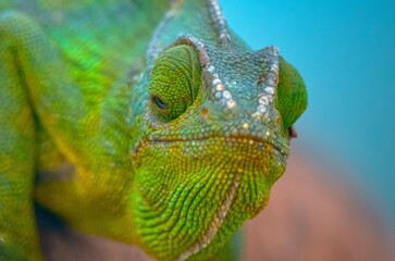 Chameleon in the Wild of Salalah, Oman