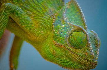 Chameleon in the Wild of Salalah, Oman