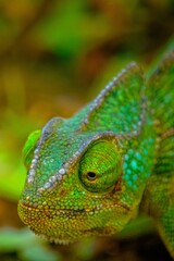 Chameleon in the Wild of Salalah, Oman